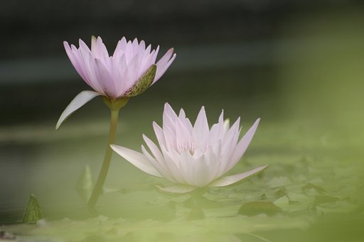 寄り添い