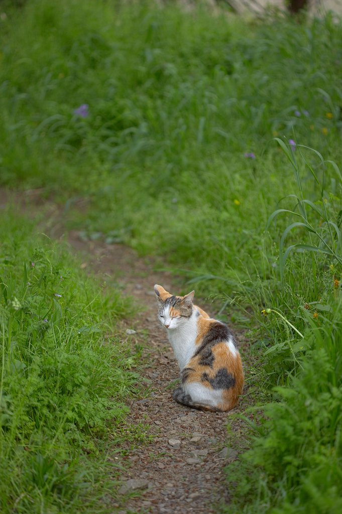 ノラ猫です。