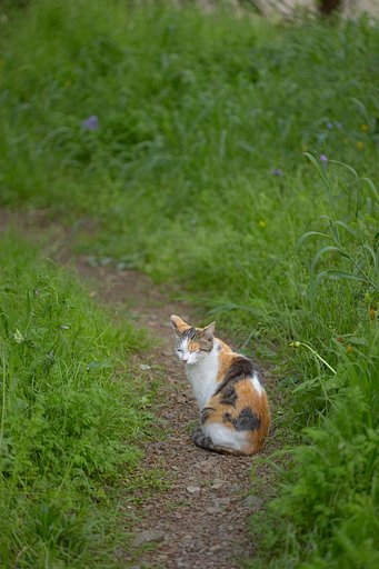 ノラ猫です。