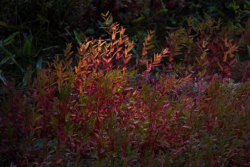 草紅葉