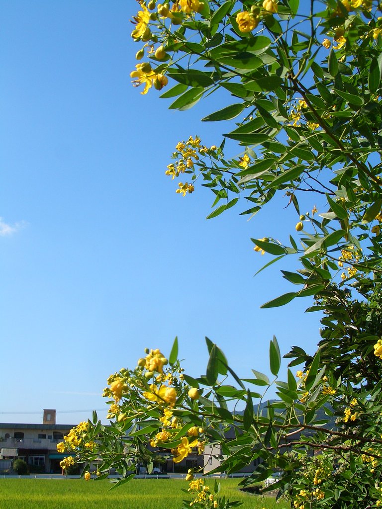 同じくアンデスの・・