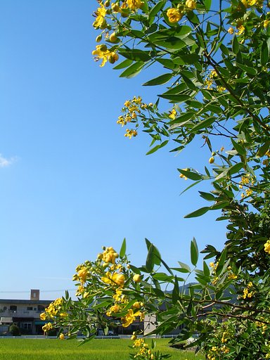同じくアンデスの・・