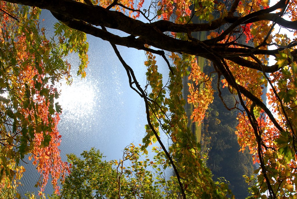 沼の紅葉