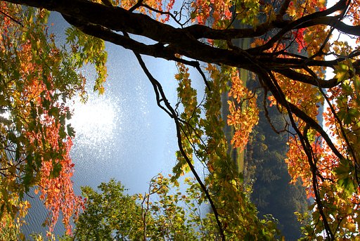 沼の紅葉