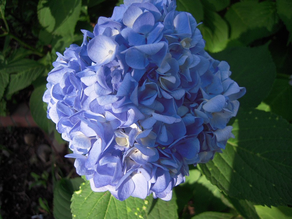 もう秋なのに紫陽花？？？
