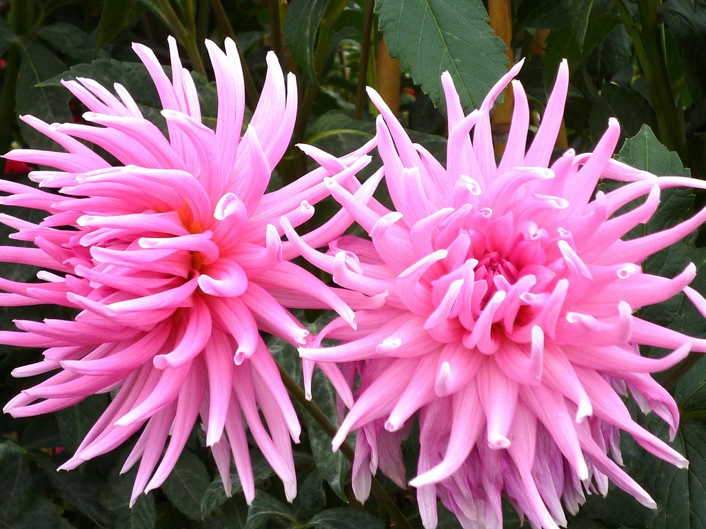 菊