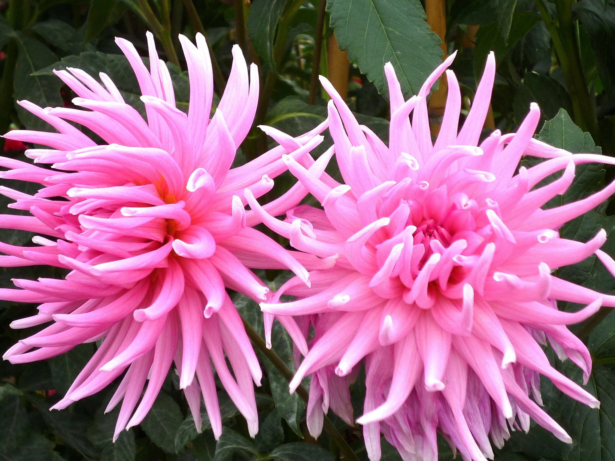 菊