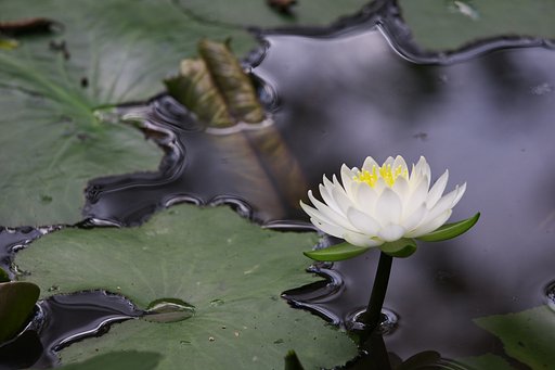 蓮一輪