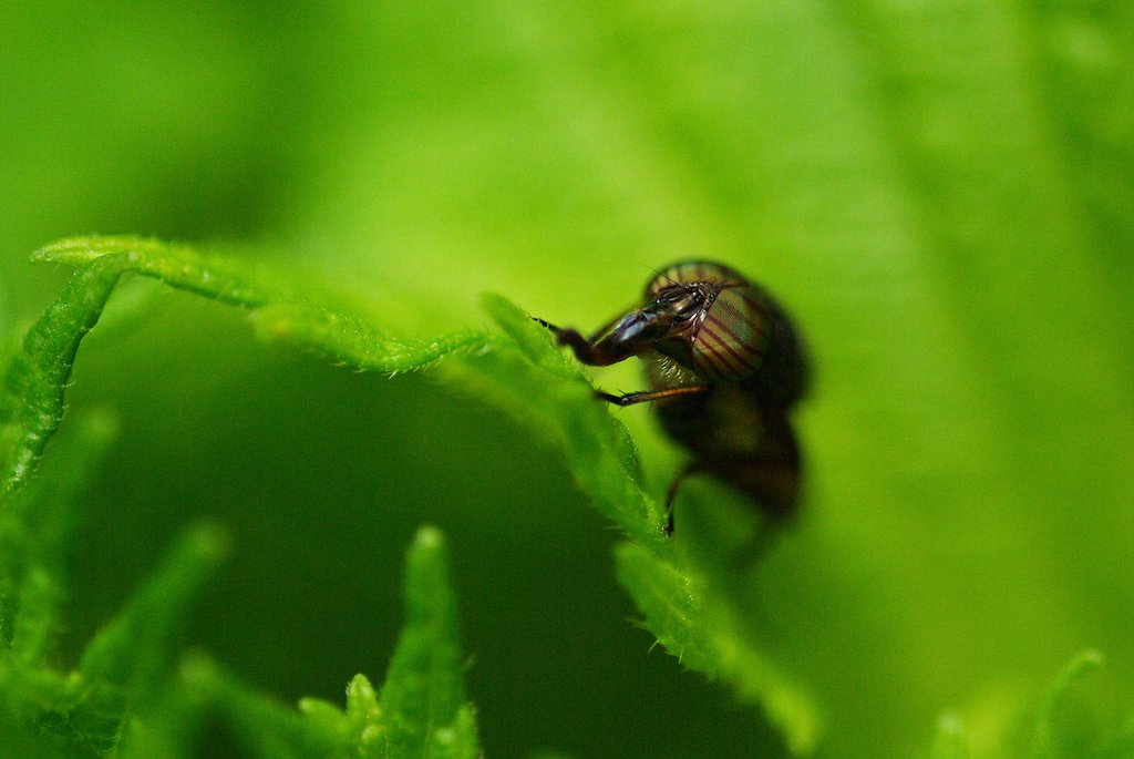 美しい複眼を持った昆虫