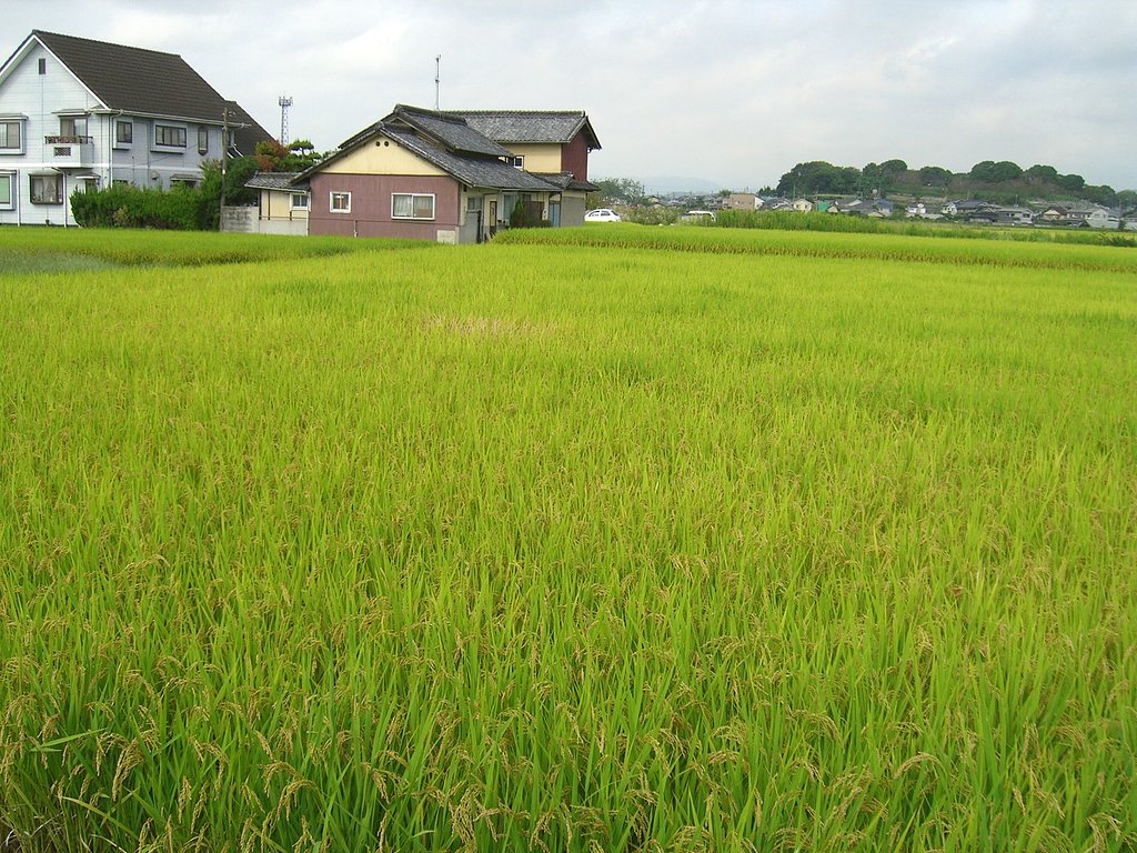 まだ緑