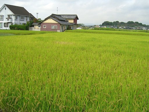 まだ緑