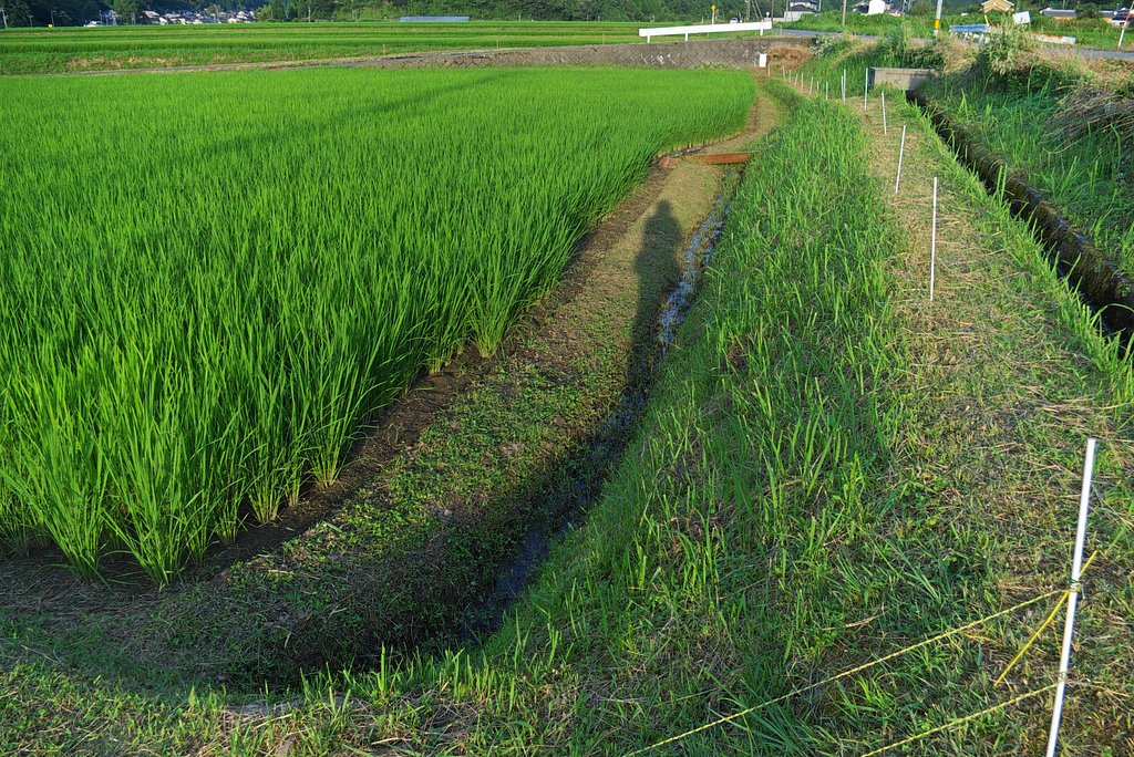 コシヒカリ出穂間近
