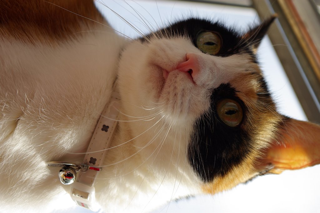 陽を浴びる三毛猫さん