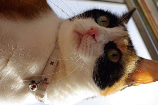 陽を浴びる三毛猫さん