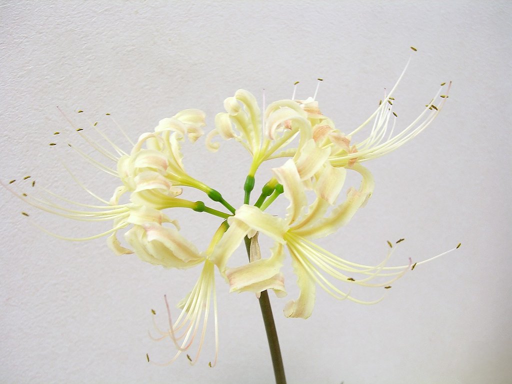 彼岸花