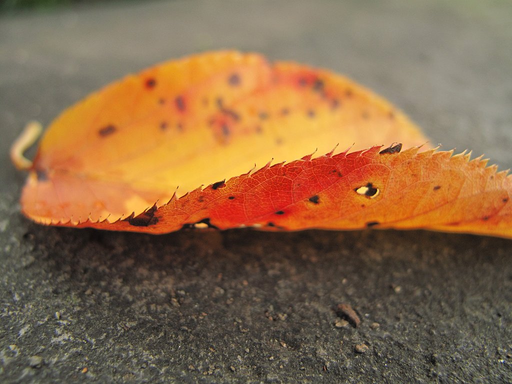 小さな秋