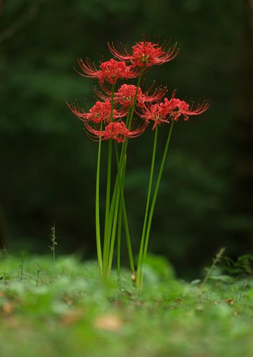 孤高の曼珠沙華
