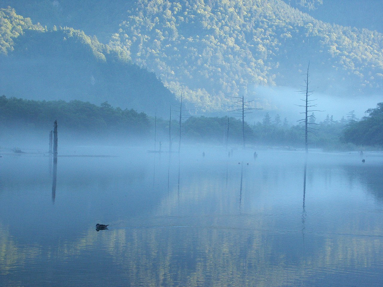 【水】朝靄の大正池