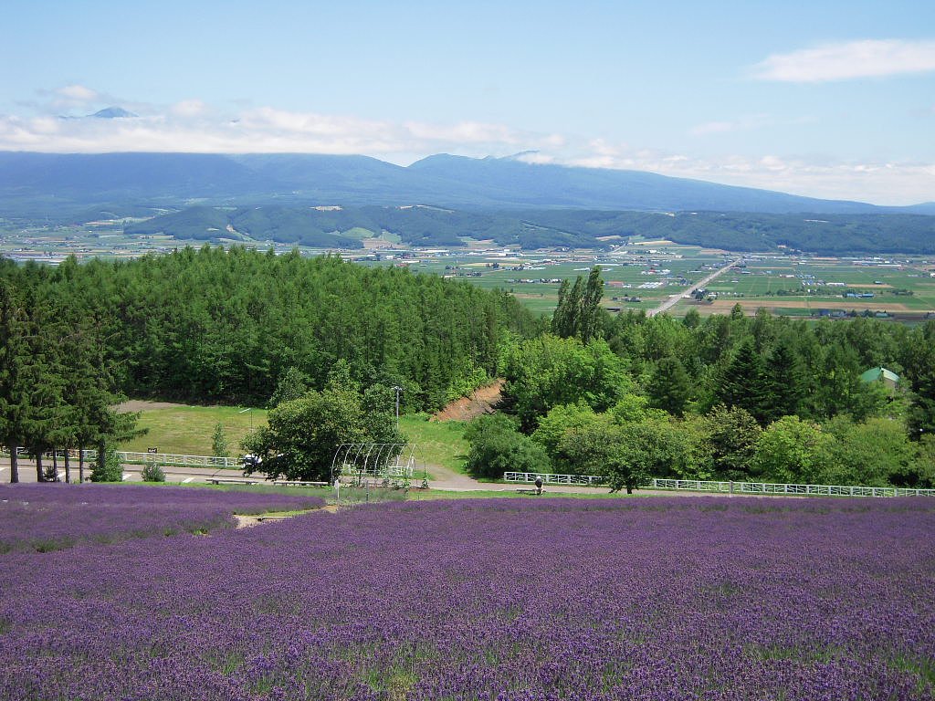 富良野ラベンダー（１）