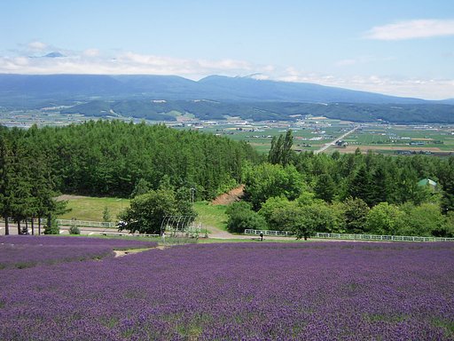 富良野ラベンダー（１）