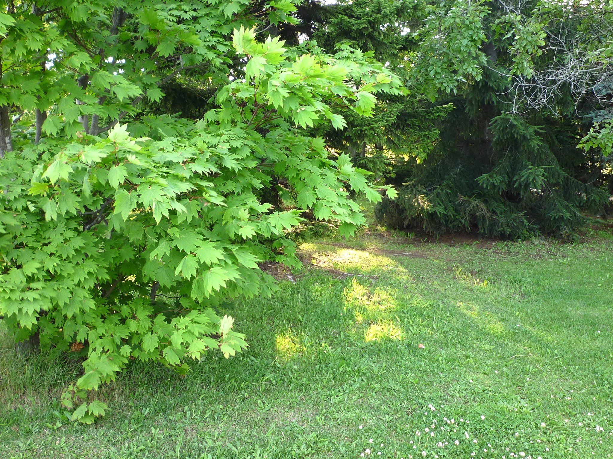 緑葉
