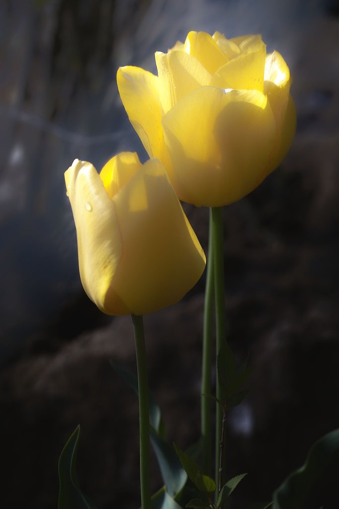 コムラー90-250F4.5/M42