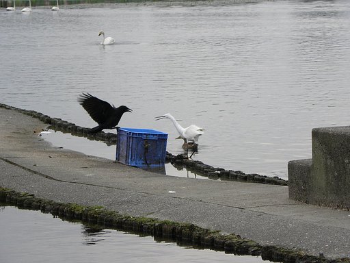 白と黒のけんか