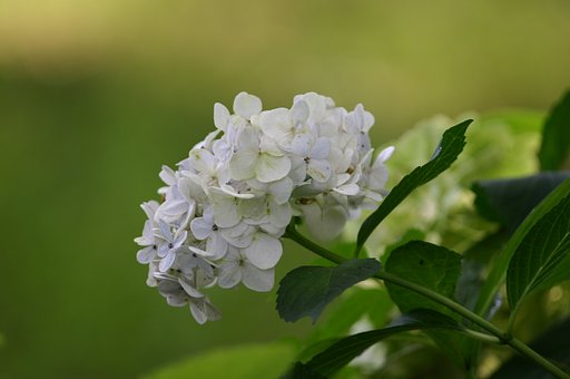 終り逝く色〜終焉の紫陽花