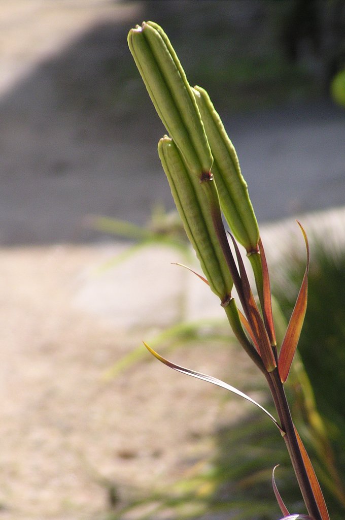 高砂百合
