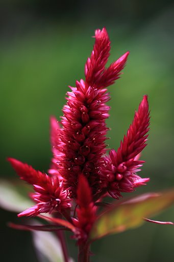 花の名は知らずとも