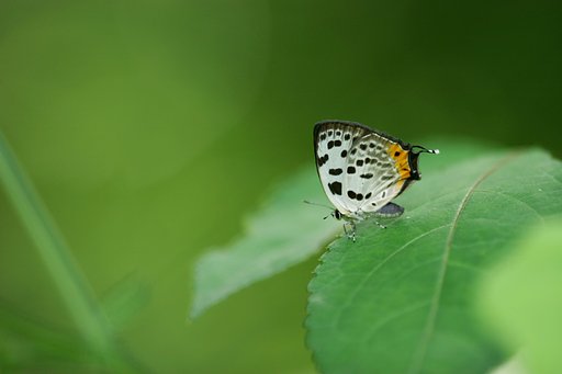 オナガシジミ