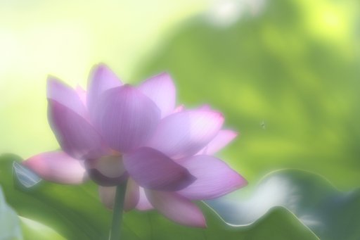 蓮