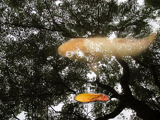 僕の目は「流」れていますか？