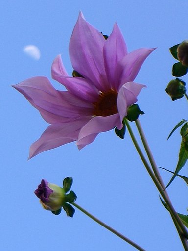 咲きました！　皇帝ダリア