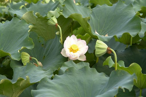 蓮の花