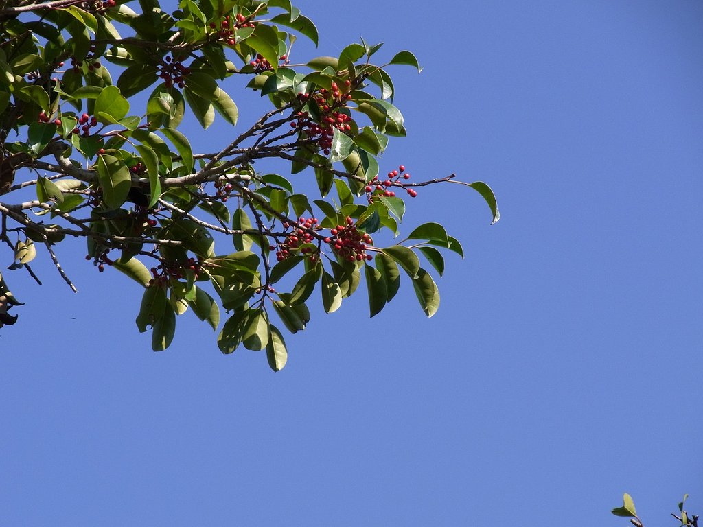 【秋】空
