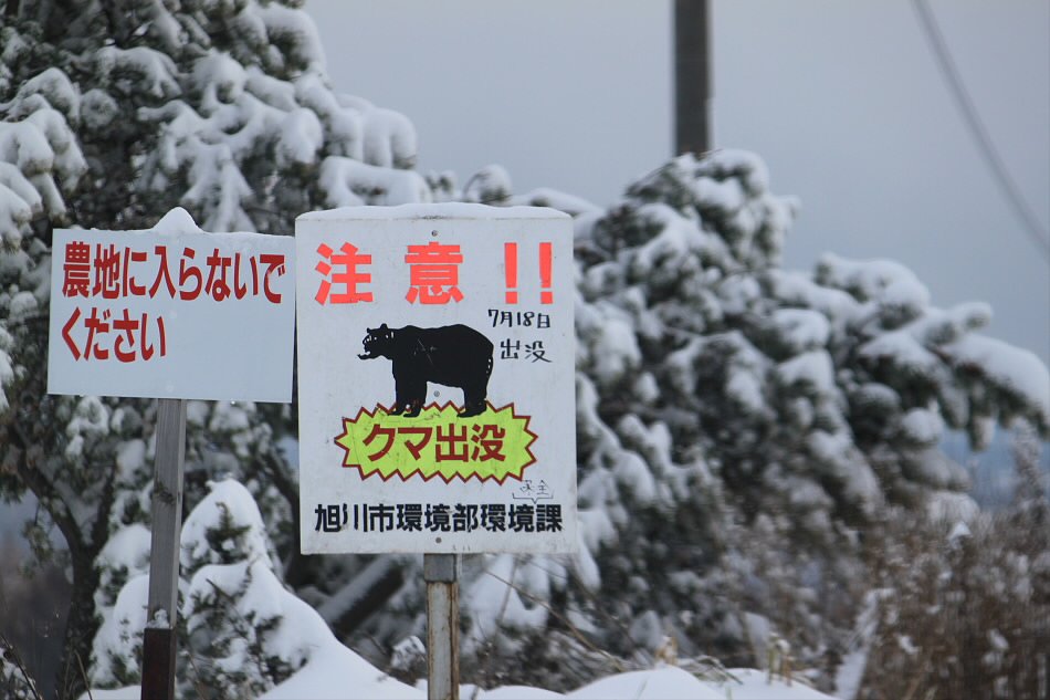 クマが出るぞ〜〜