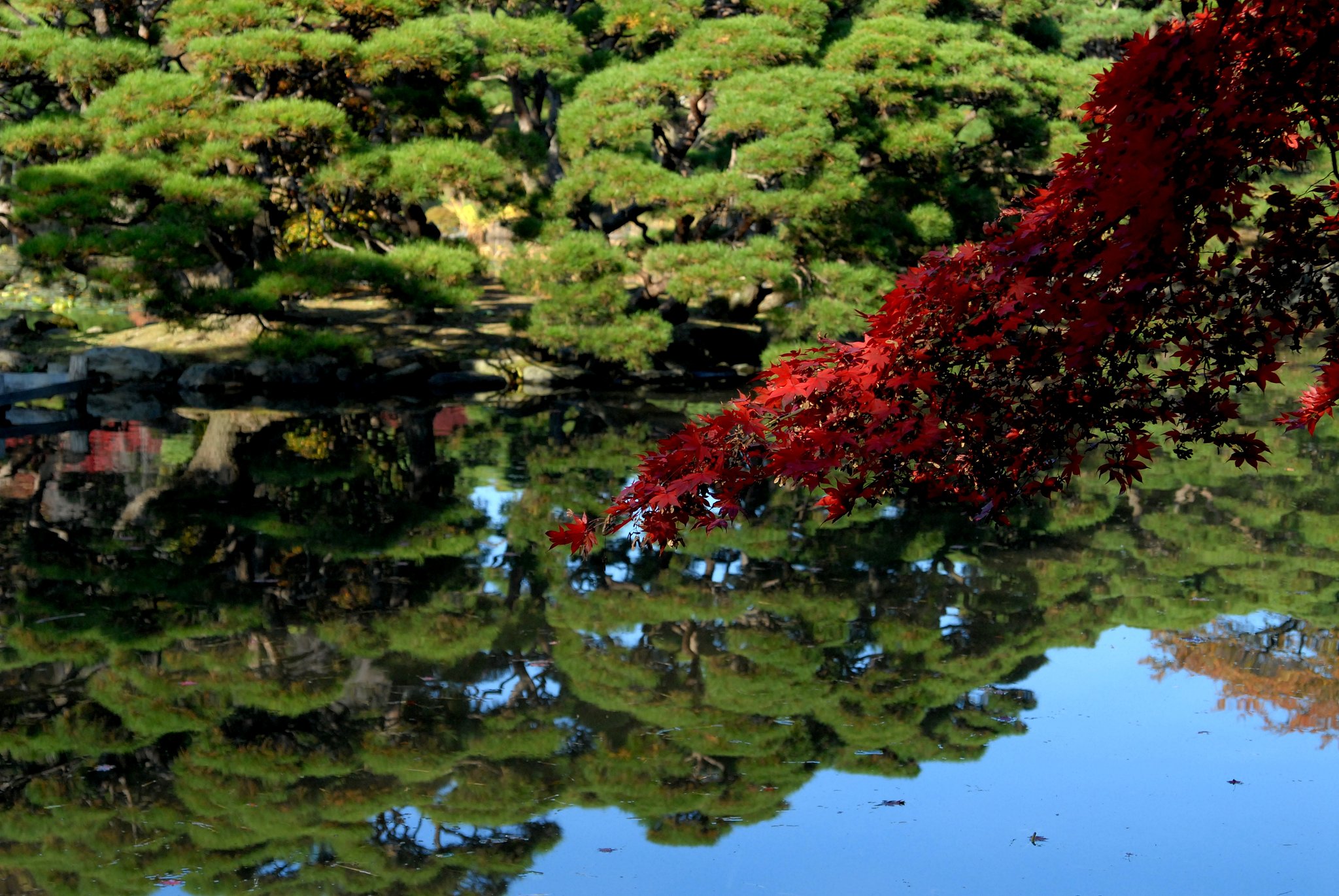 日本庭園の紅葉