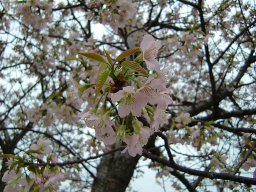 ヒマラヤ桜