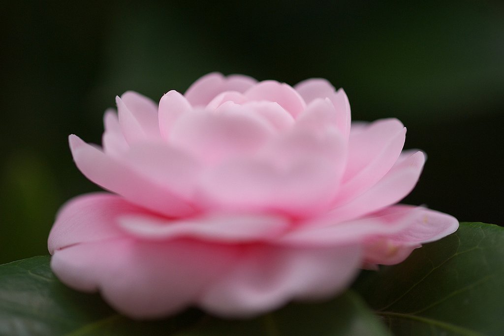 ピンクの山茶花