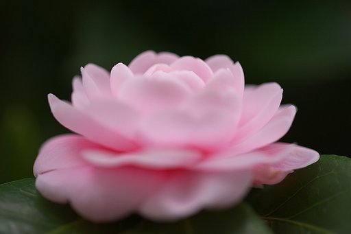 ピンクの山茶花