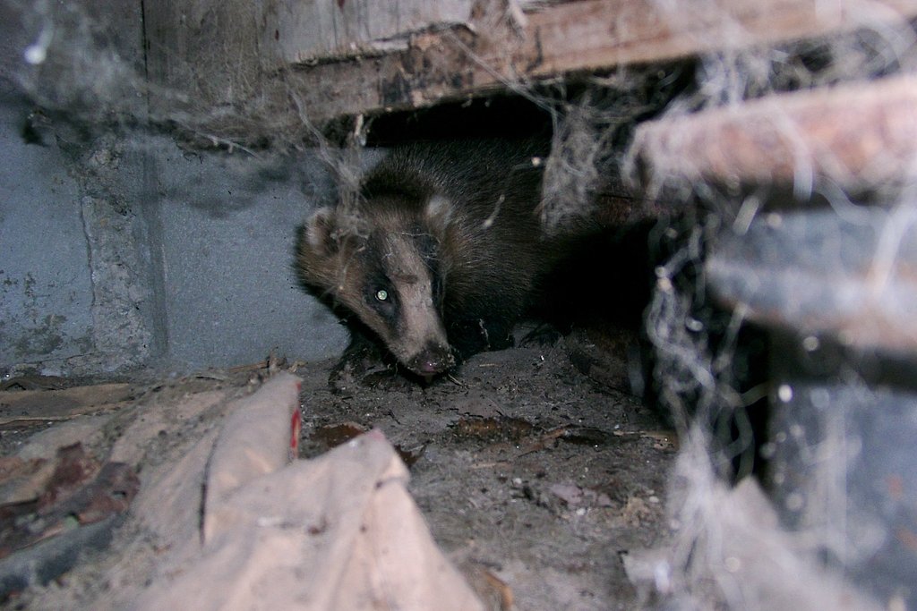 珍客 : アナグマが居ます。