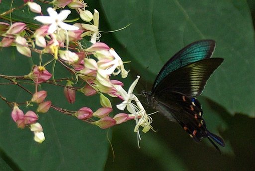 アゲハの来る花２：カラスアゲハ