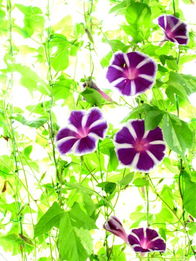 紫・・花模様