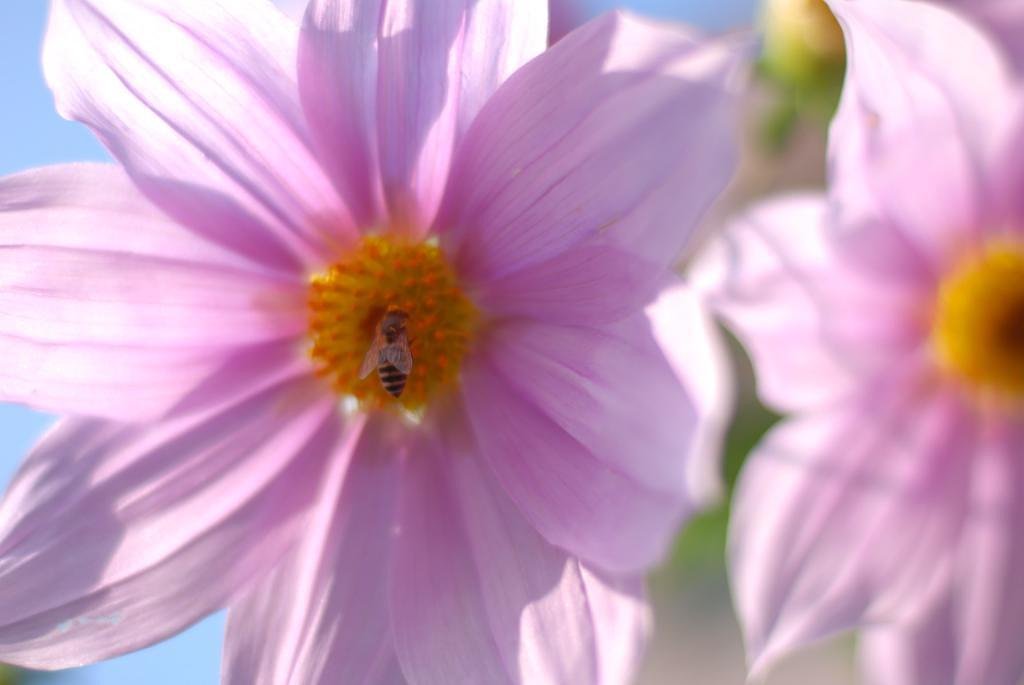 皇帝ダリアに蜜蜂