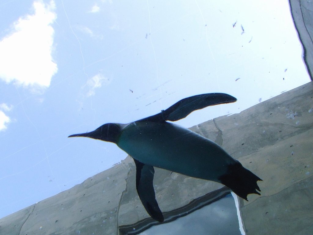 空飛ぶペンギン