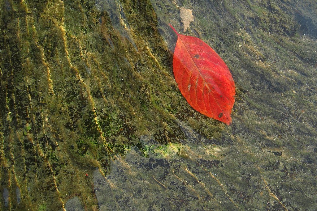 【秋】流れ揺られて辿り着いたよ