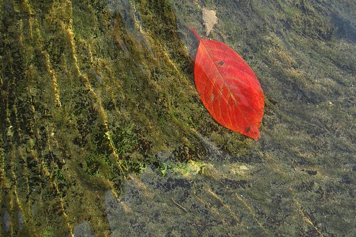 【秋】流れ揺られて辿り着いたよ
