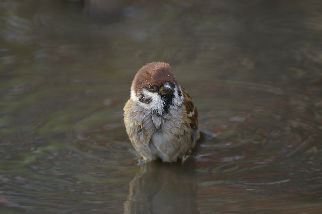 すずめの水浴び