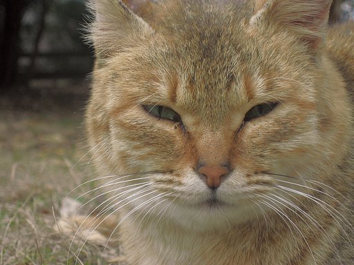 【猫】野良が視る